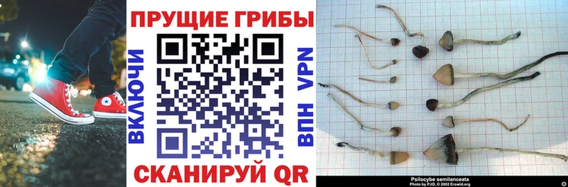 blacksprut ССЫЛКА  Сосенский  Псилоцибиновые грибы прущие грибы 